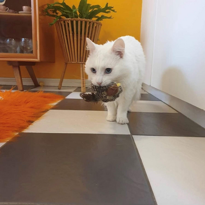 Passarinho Interativo Gato