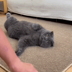 Tapete Arranhável Sisal Felino