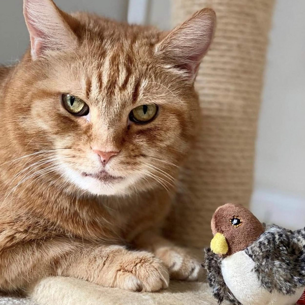 Passarinho Interativo Gato